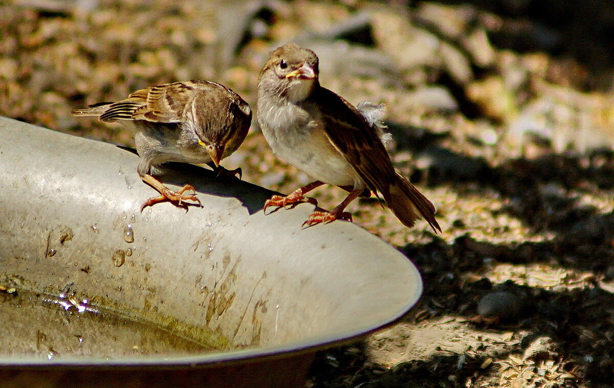 Воробей - почти домашняя птица...-) - Николай Саржанов Воробей - почти домашняя птица...-) - Николай Саржанов