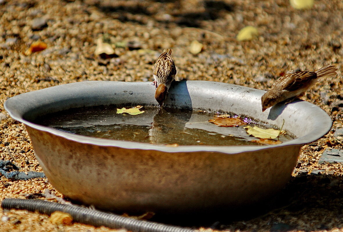 Воробей - почти домашняя птица...-) - Николай Саржанов