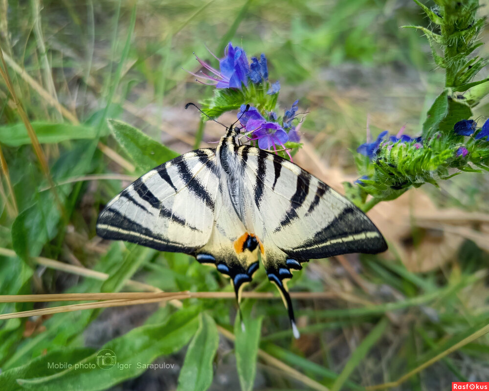 Iphiclides podalirius - Игорь Сарапулов Iphiclides podalirius - Игорь Сарапулов