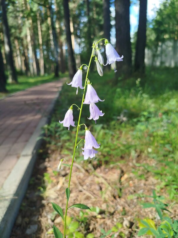 колокольчик - Ольга Конькова