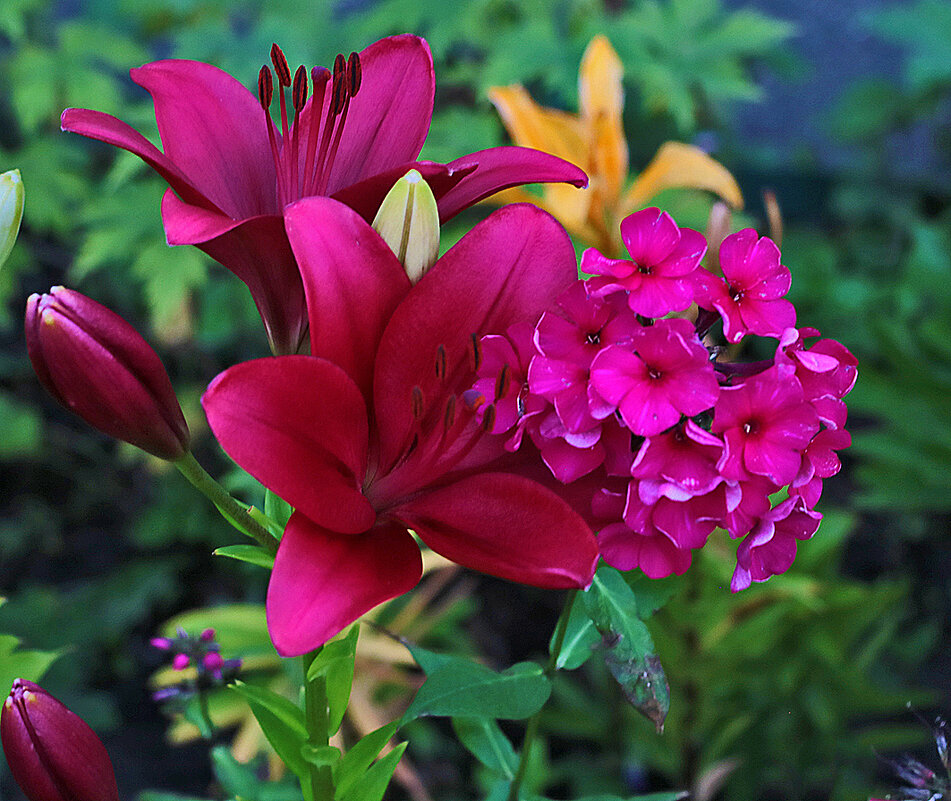 Содружество лилий и флоксов - Светлана 