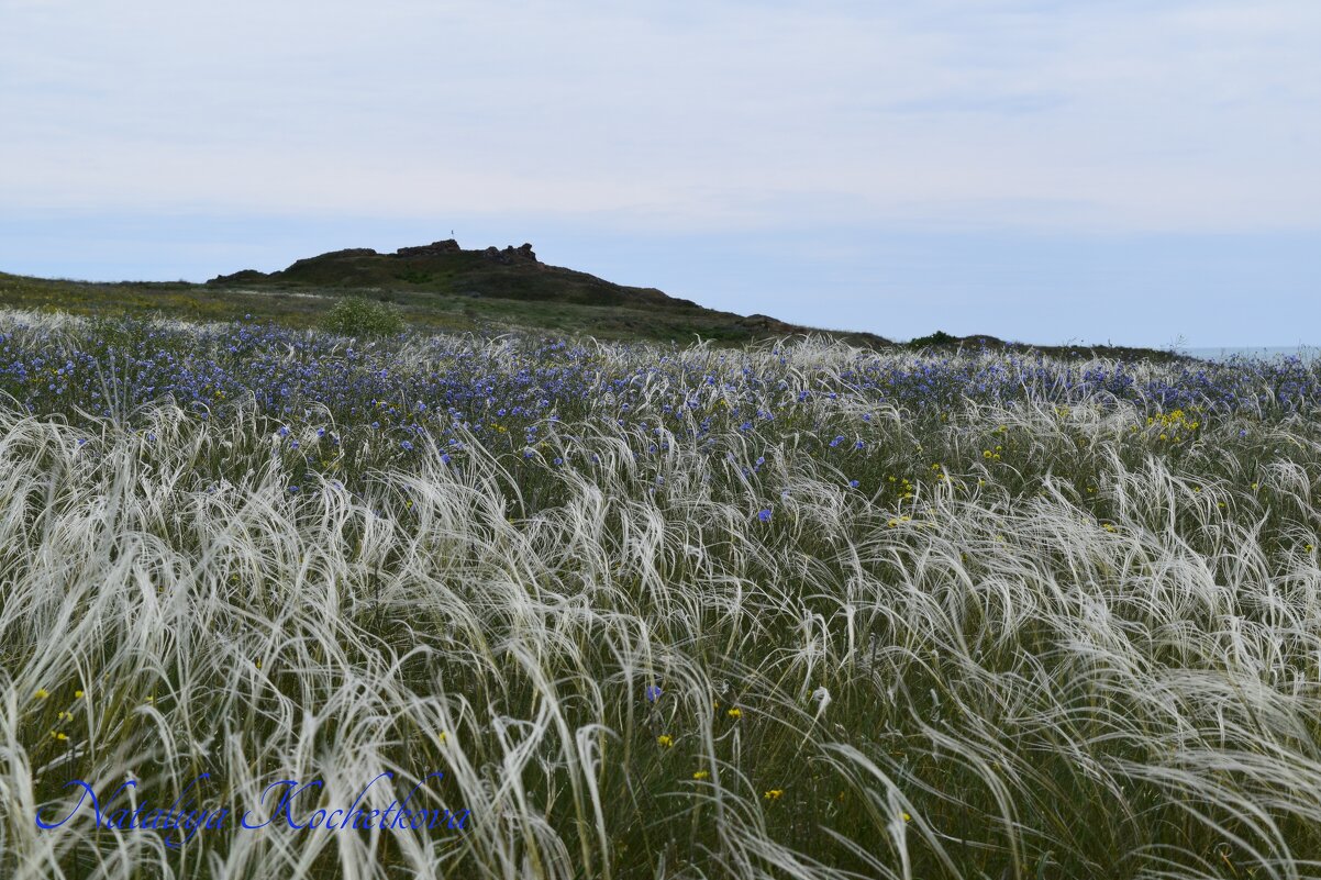 Природа Крыма - Amazing Cosmea