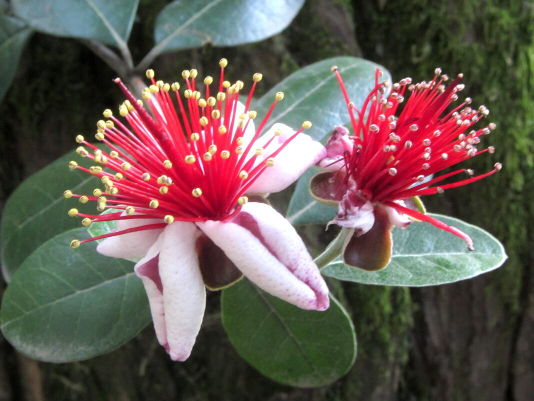 Фейхоа - Валерий 