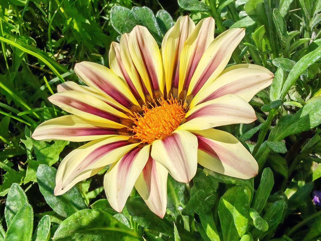 Цветы в саду - Владимир Зыбин