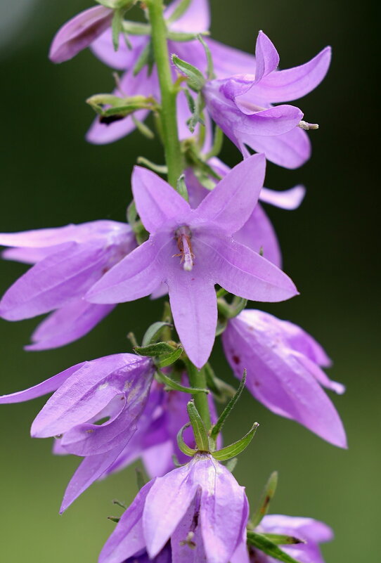 Колокольчики. - Александр Кондаков