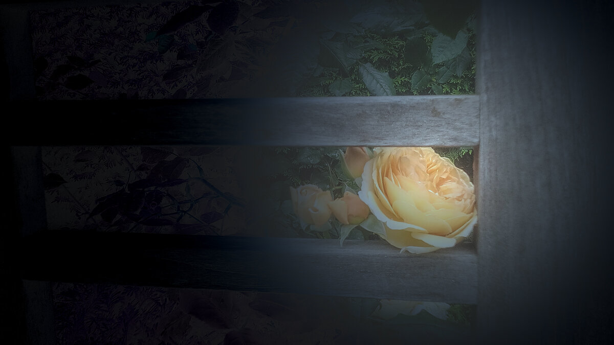 Скамейка и Роза - Ирина 