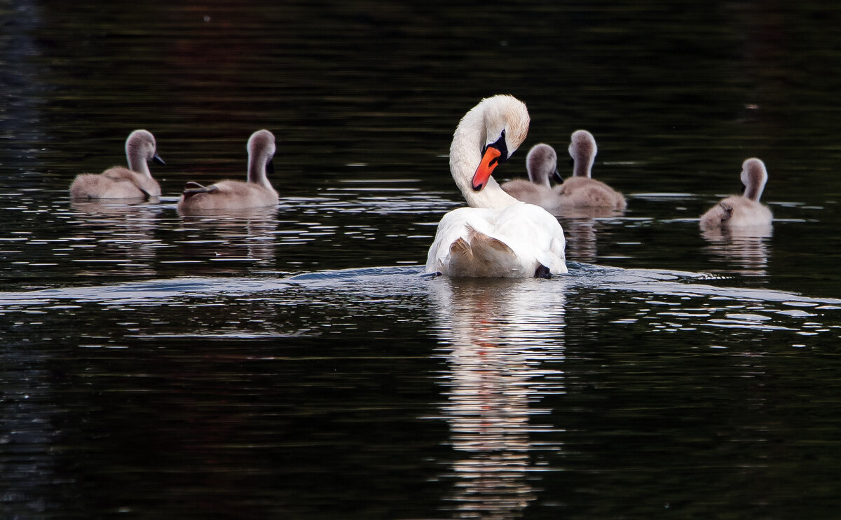 *** - Владимир Безбородов