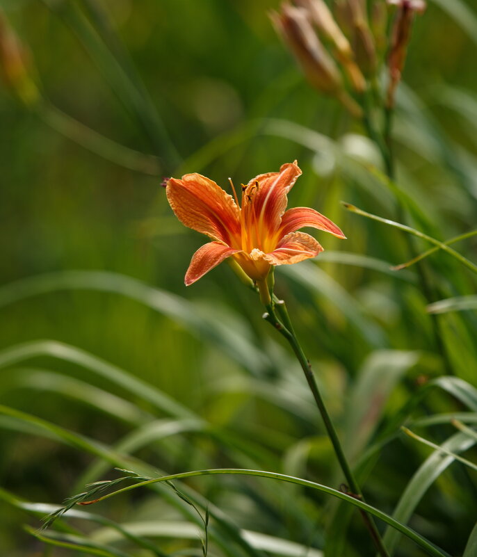 Июльские мгновения - Serega  