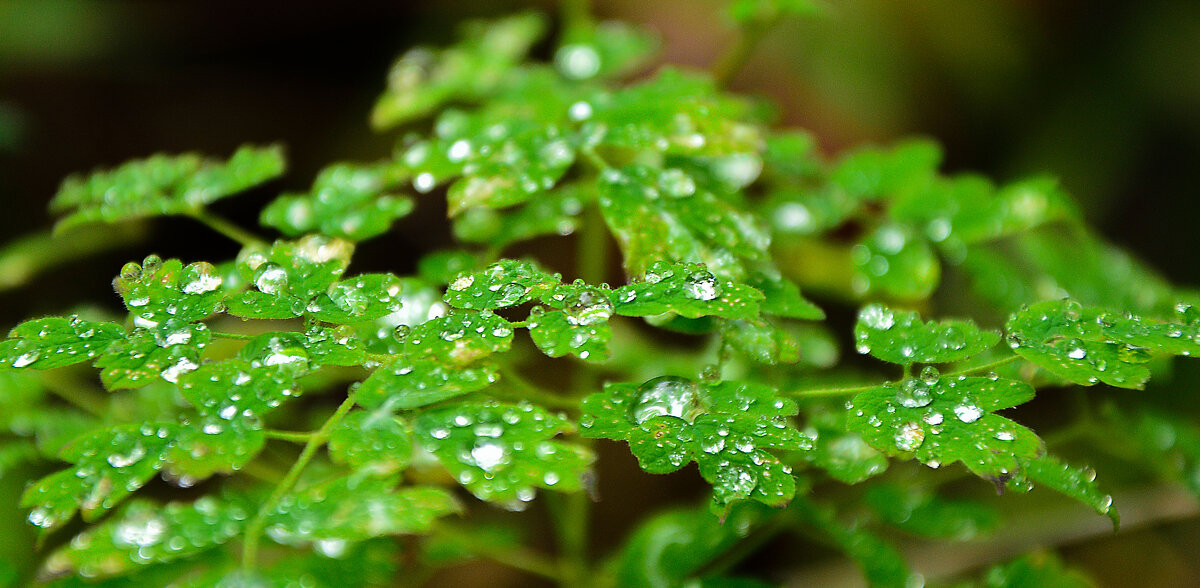 Утренняя роса. - юрий Амосов