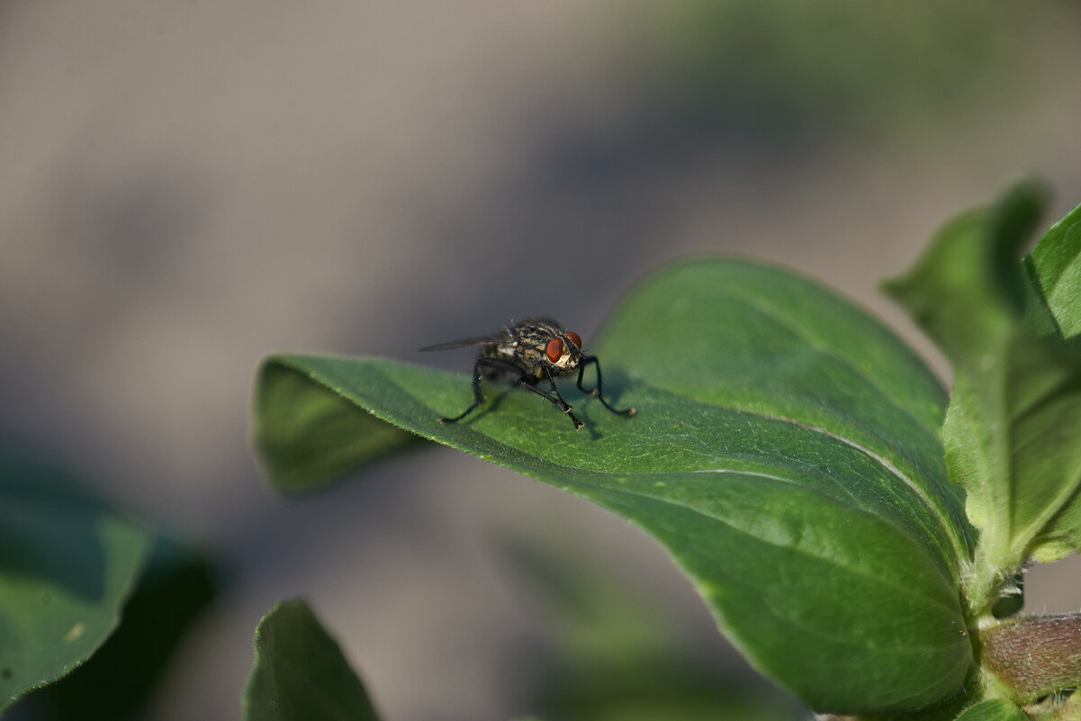 Муха - Александр Леонов