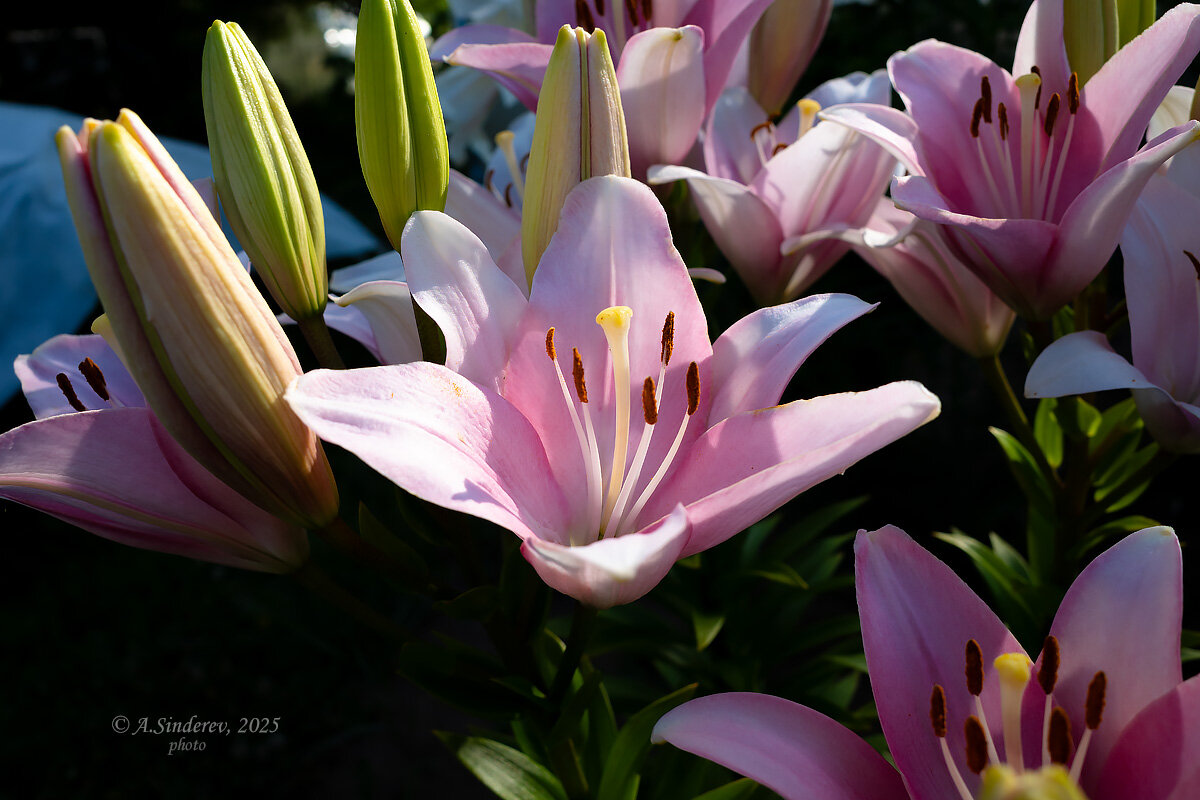 Розовая лилия - Александр Синдерёв
