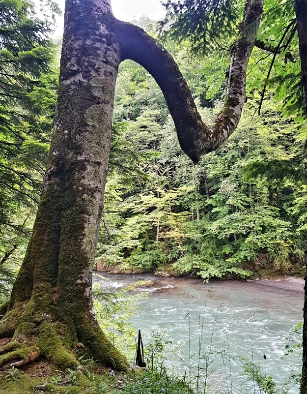 СЕВЕРНЫЙ КАВКАЗ - Tata Wolf