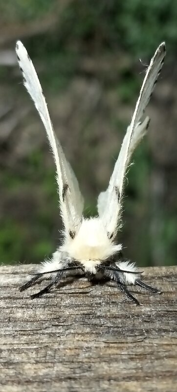 *** - Шу Юншен