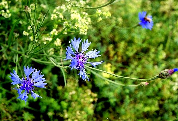 Васильки - нежность лета - Елена 