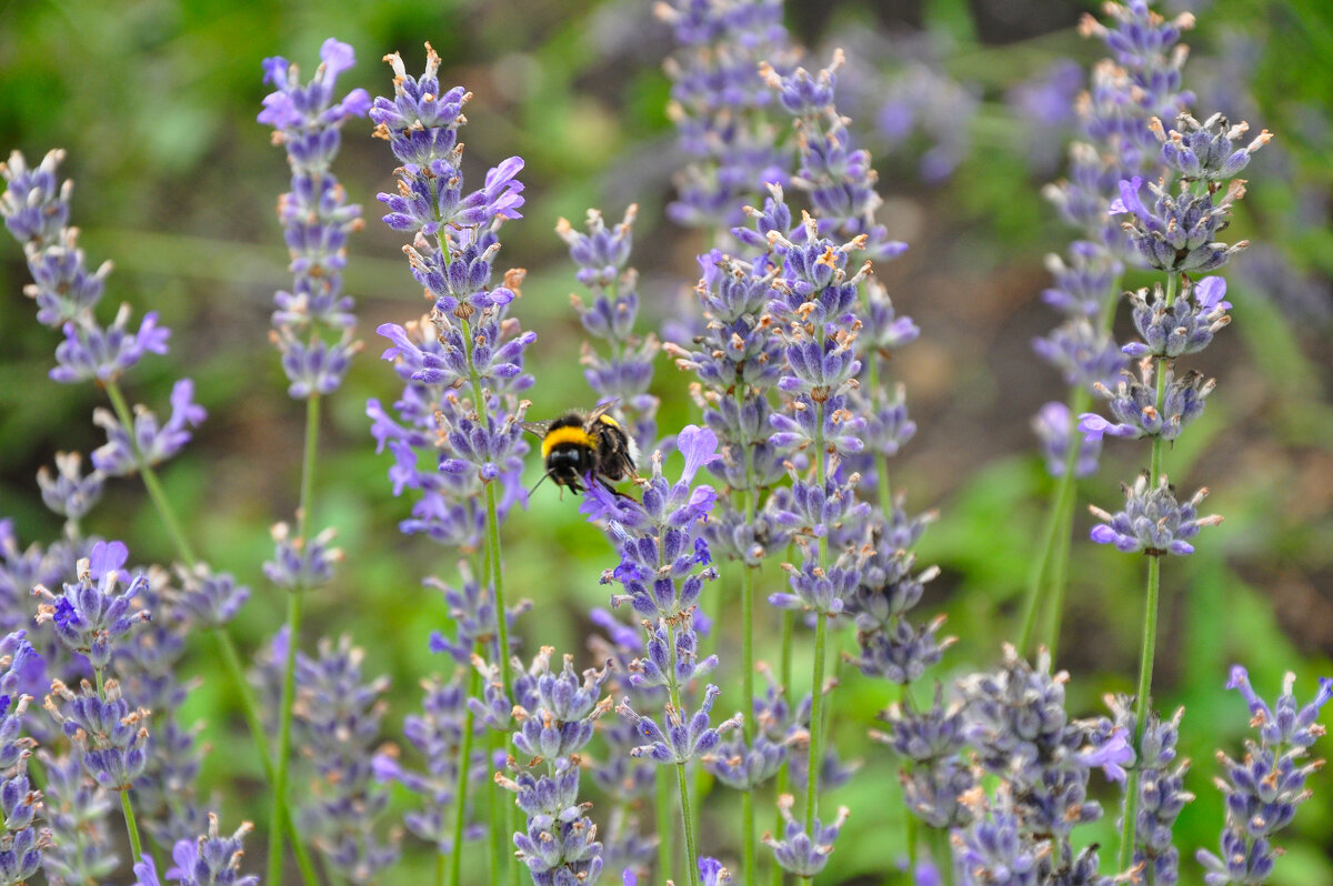 Ароматная лаванда - Татьяна Машошина