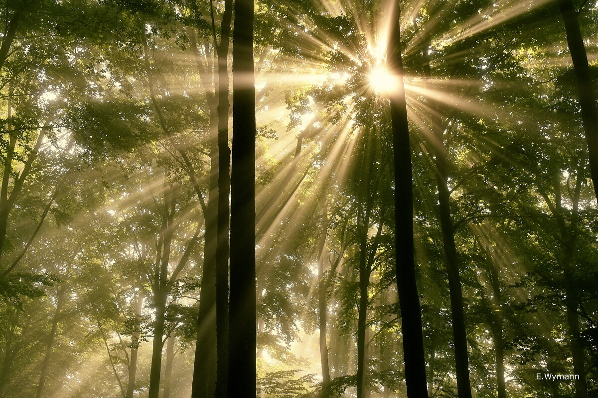 Summer - Elena Wymann Summer - Elena Wymann