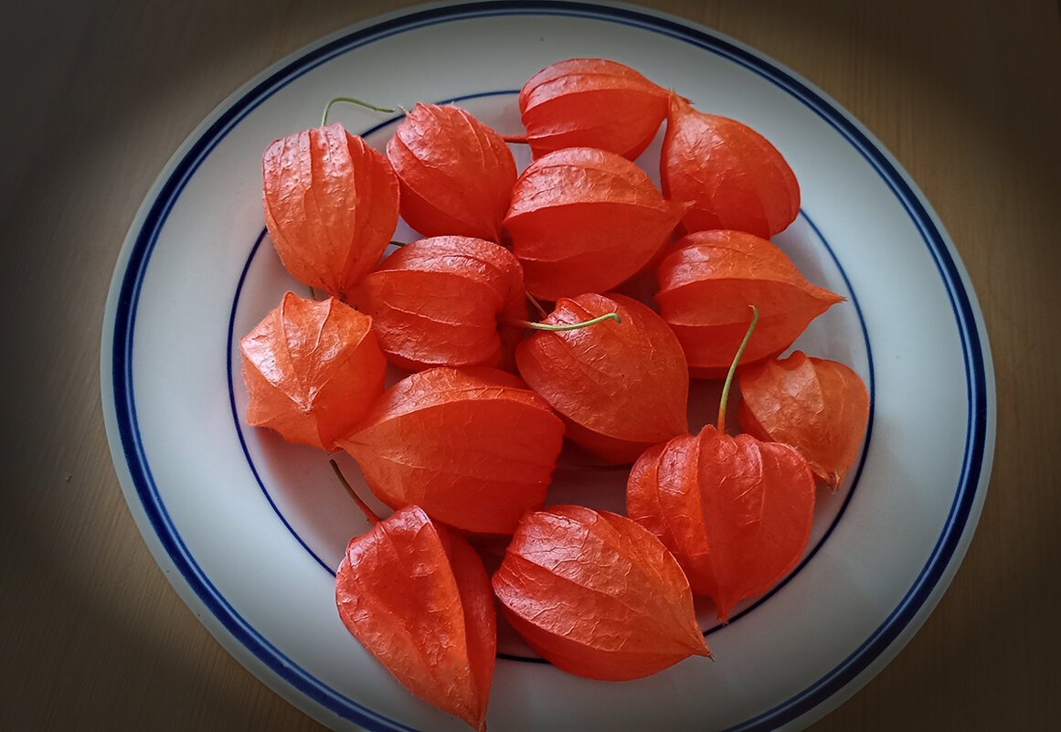 Физалис. - Лилия *