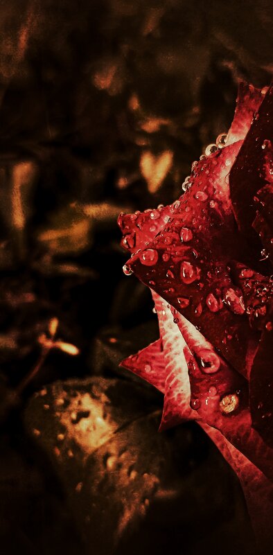 Меди закат и алой крови капли... - Леонид Абросимов