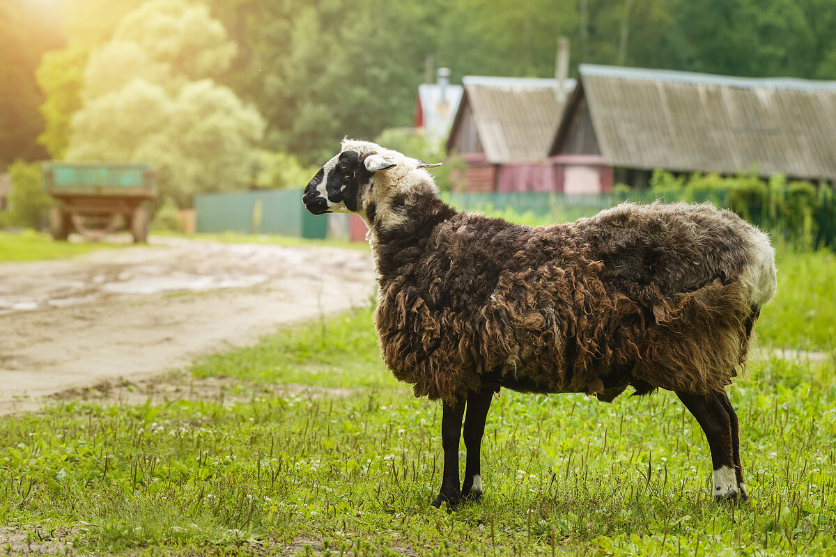 Овца - Alex Bush