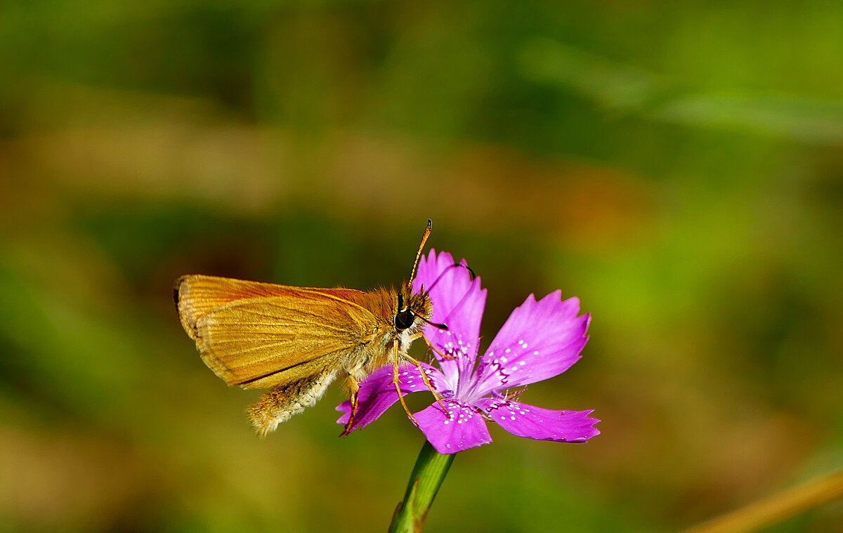 бабочки середины лета 6 - Александр Прокудин бабочки середины лета 6 - Александр Прокудин