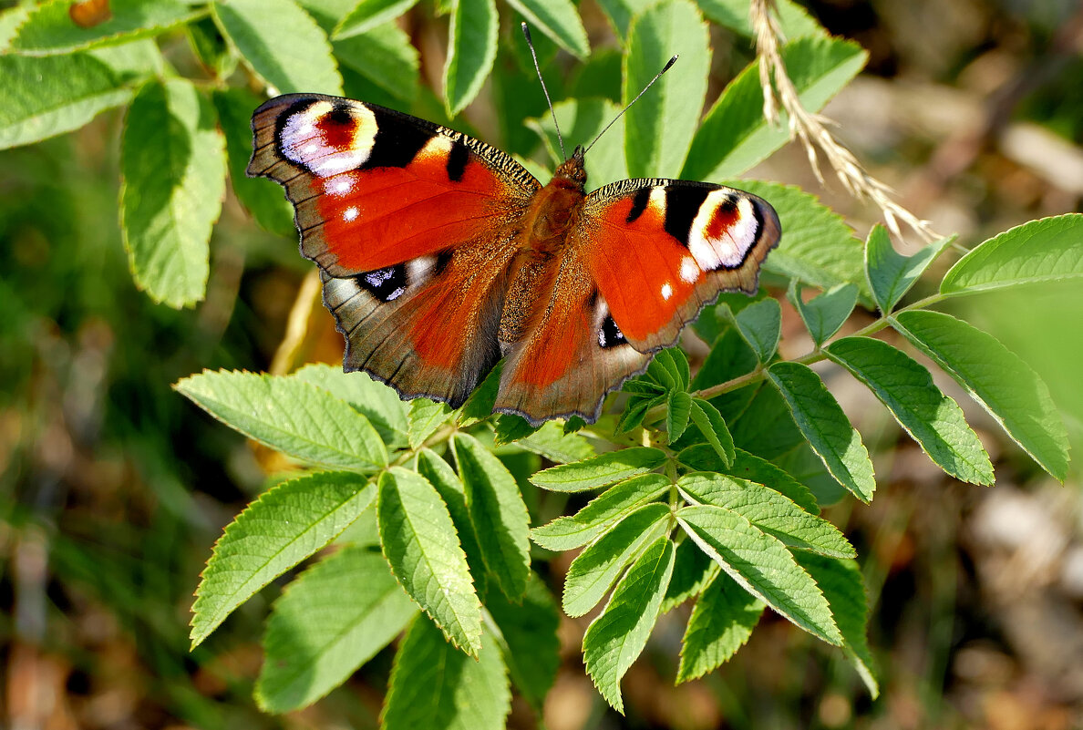бабочки середины лета 7 - Александр Прокудин
