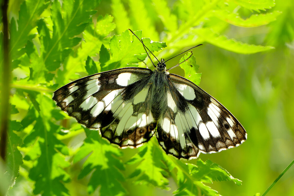 бабочки середины лета 9 - Александр Прокудин бабочки середины лета 9 - Александр Прокудин