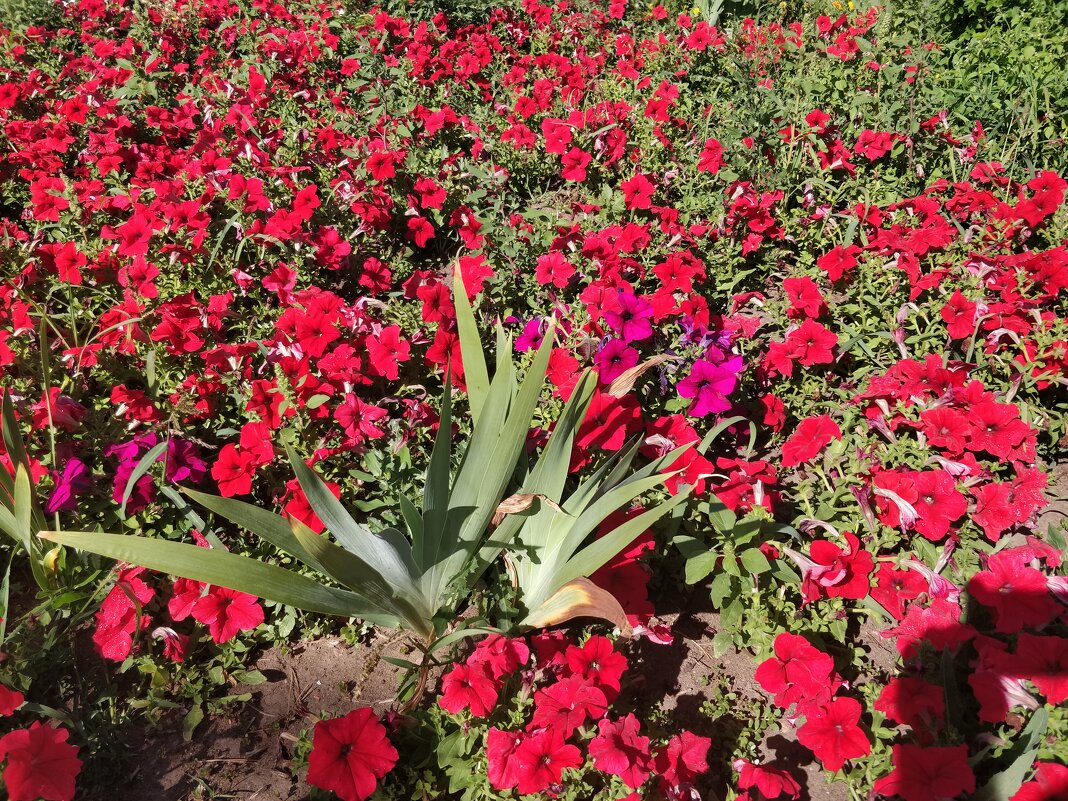 Петунья - Андрей Хлопонин Петунья - Андрей Хлопонин