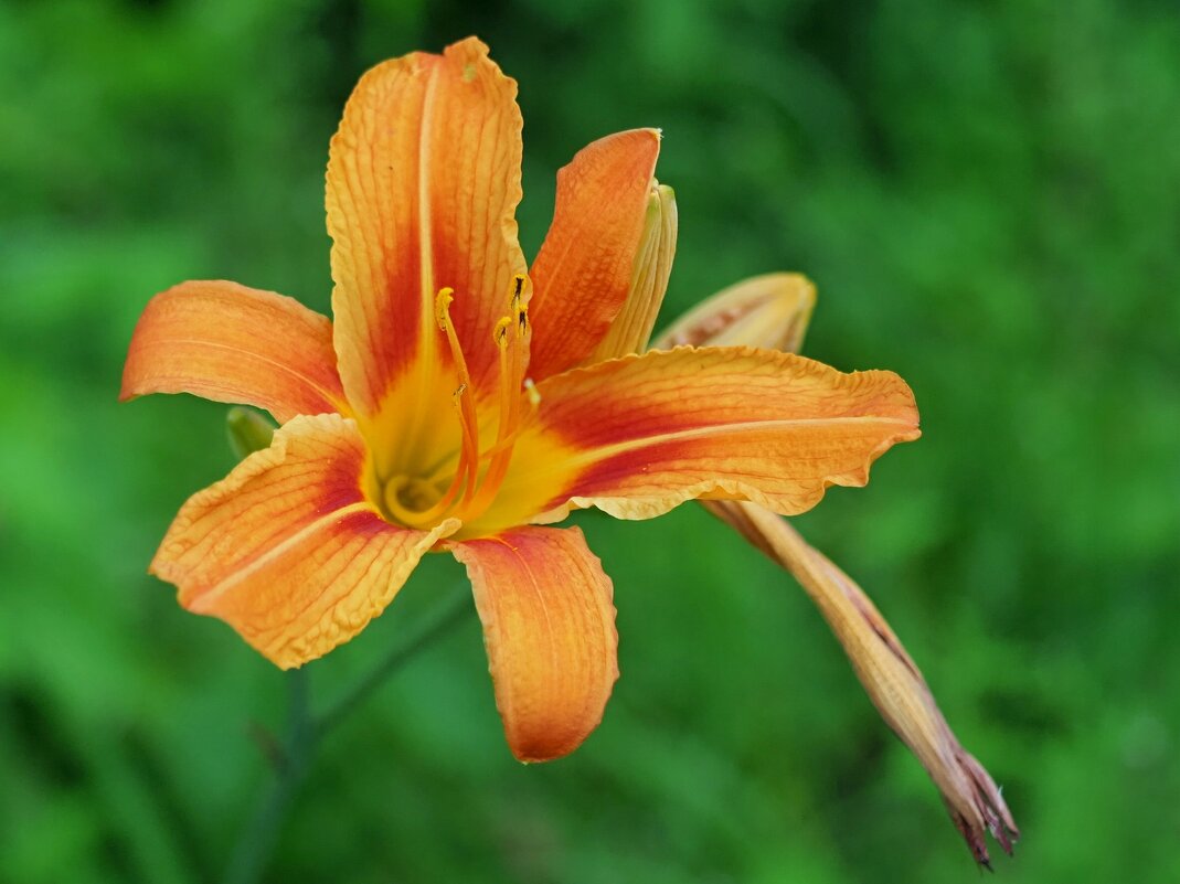 Оранжевый лилейник - photo Bo