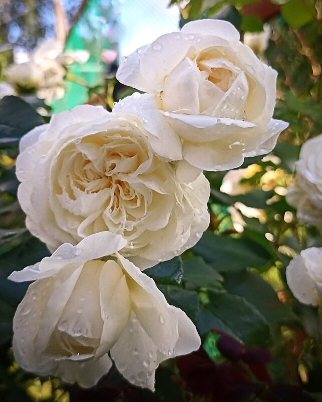 *** - Светлана Кузнецова