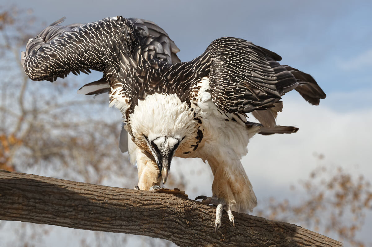 Бородач - SanSan 