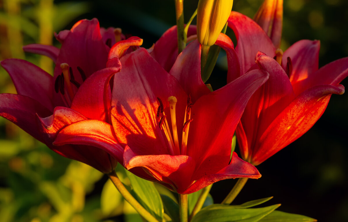 * - Виталий Емельянов * - Виталий Емельянов