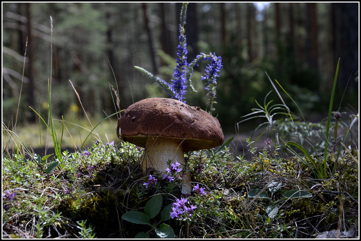 Царь - Aleksandr Gal