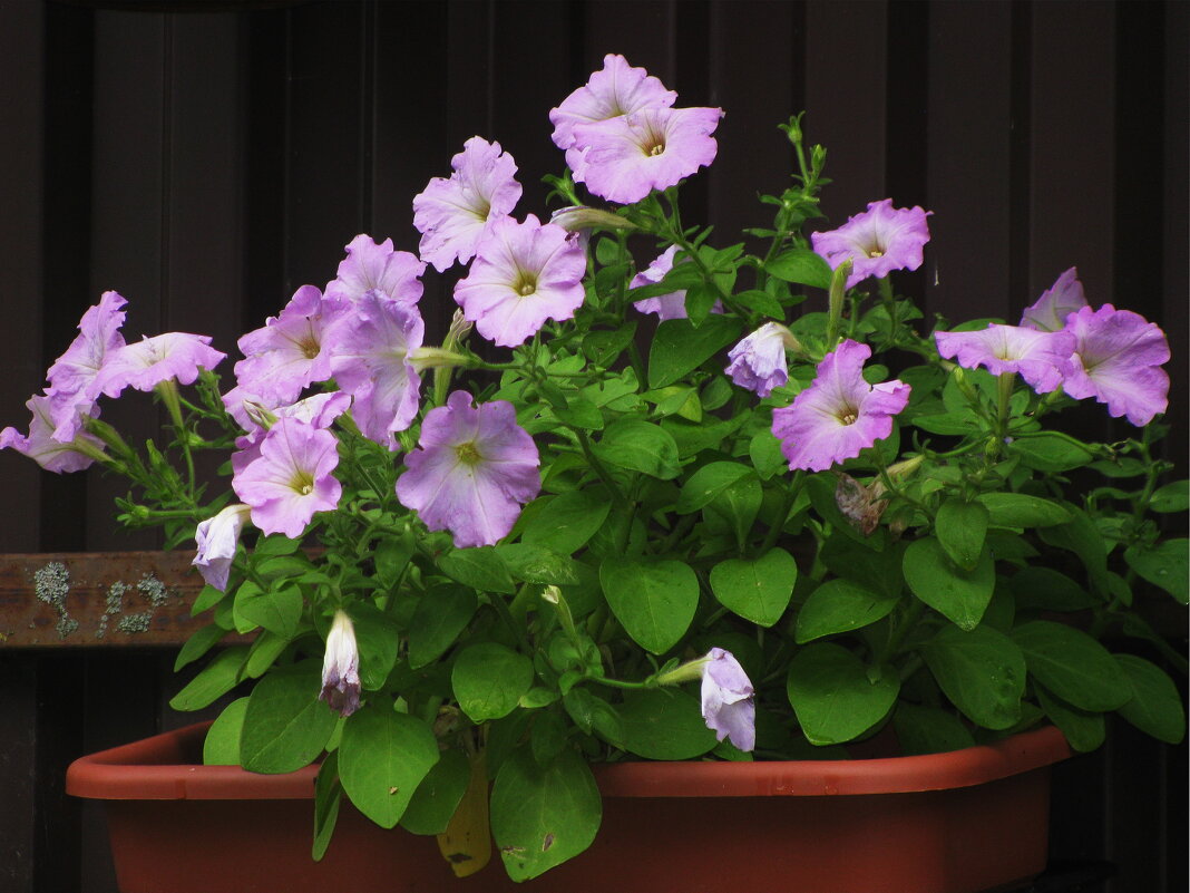 Возле дома - Людмила Смородинская