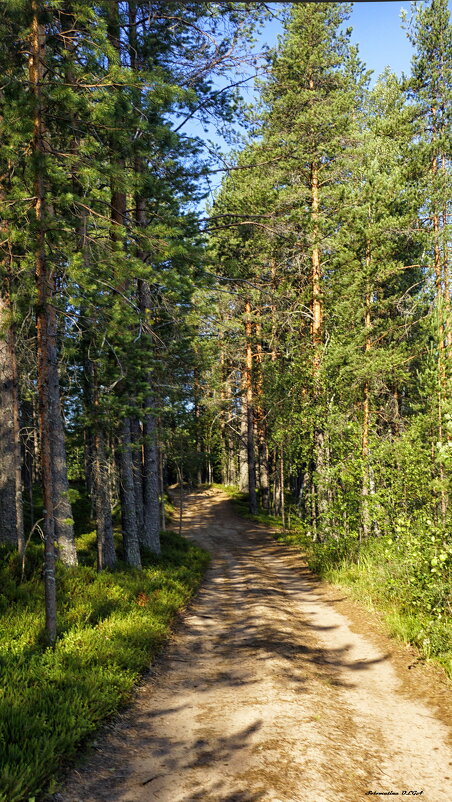 в лесу... - Ольга Cоломатина