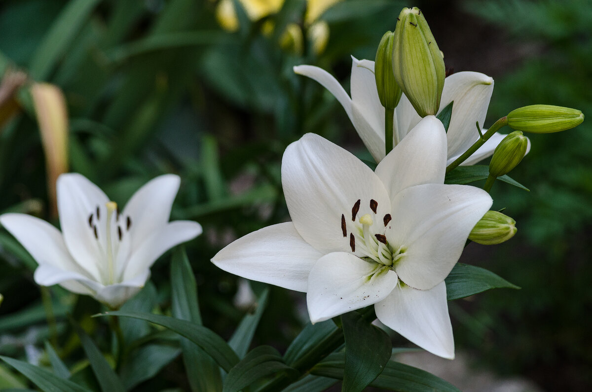 *** - Виктор Иванович Чернюк