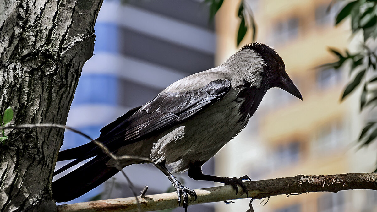 Совсем городская! - Alexandеr P