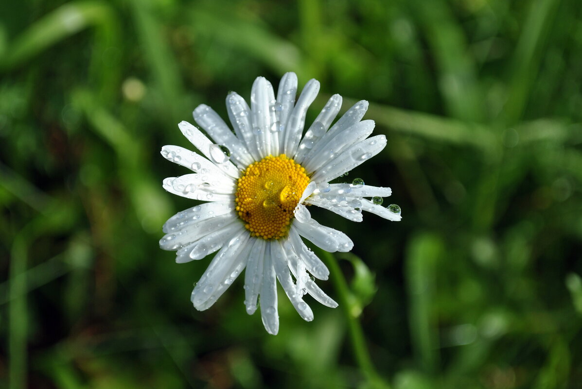 После дождя - AleksSPb Лесниченко