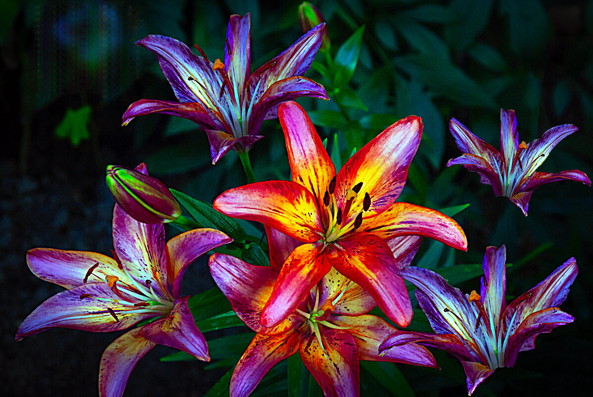 Лилейник - Владимир Кроливец