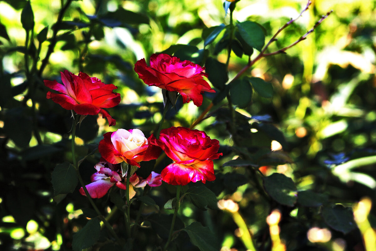 На участке - Юрий Гайворонскiий На участке - Юрий Гайворонскiий