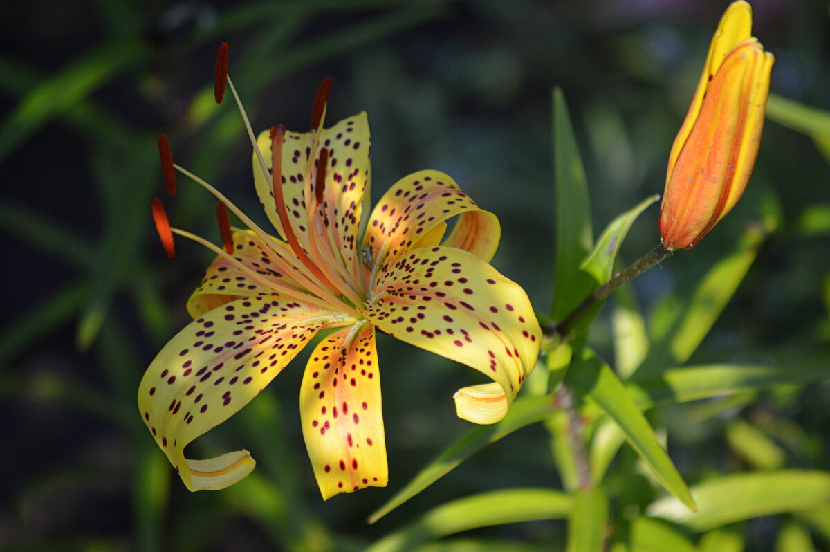 Как быстро исчезает лето!.. - Татьяна Лютаева