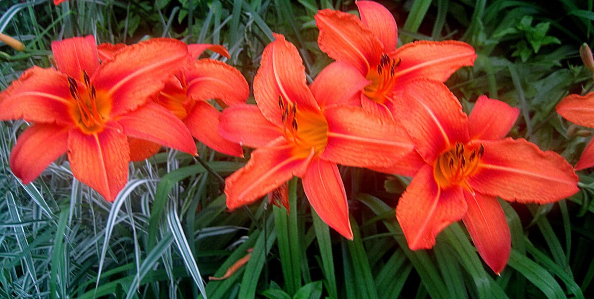 Ли... - Елена Семигина