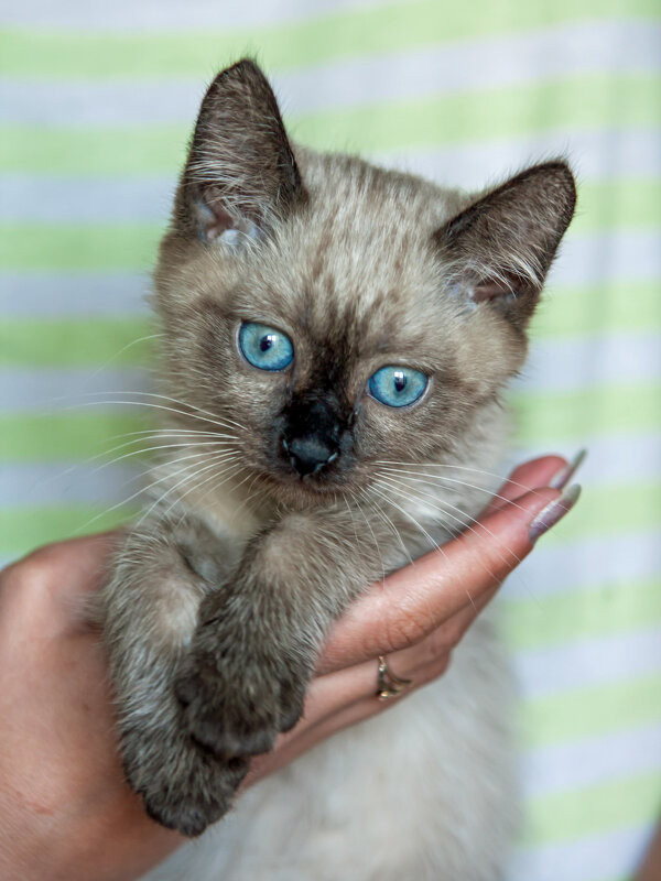 Котик - Виктор Фоменко