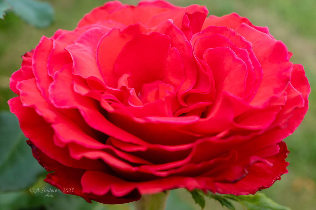 Алая роза макро - Александр Синдерёв