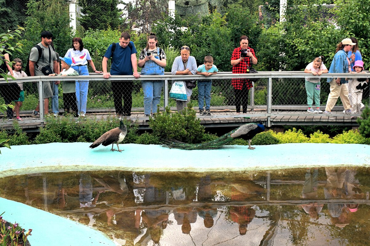 Все хотят поймать удачу - посмотреть на распущенный хвост. - Татьяна Помогалова