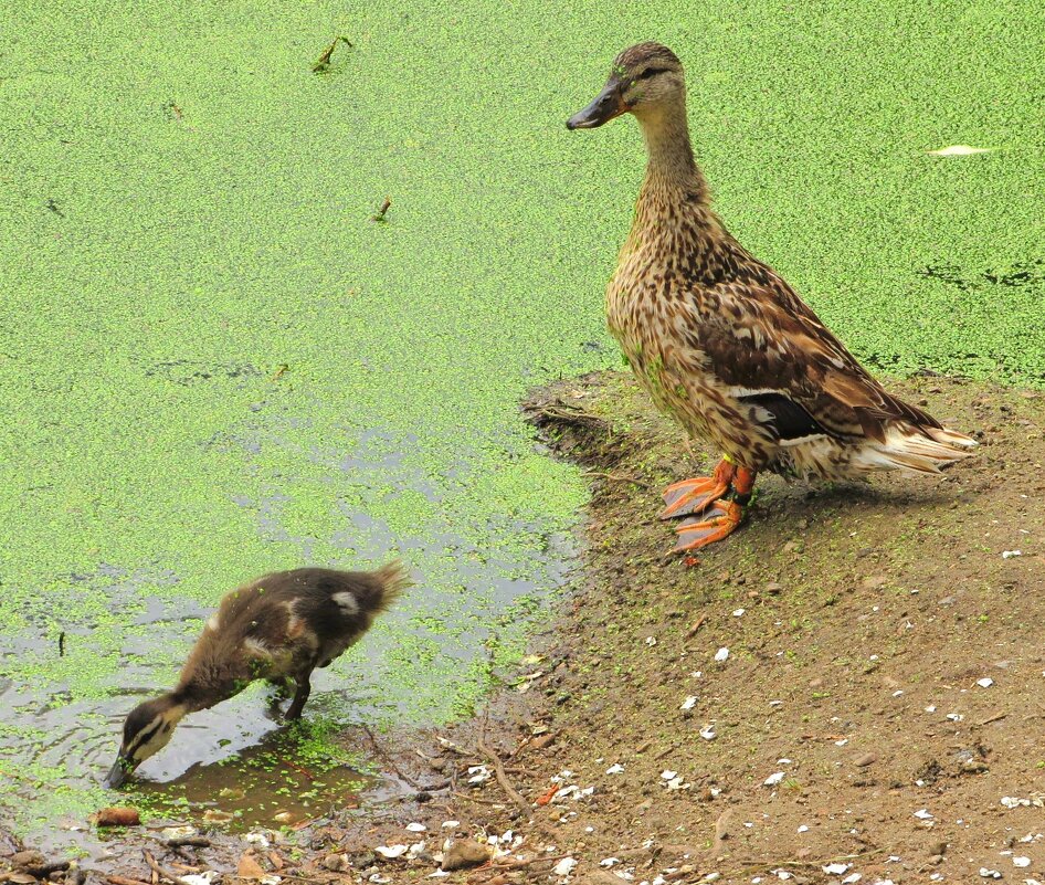Под маминым присмотром - Андрей Снегерёв Под маминым присмотром - Андрей Снегерёв