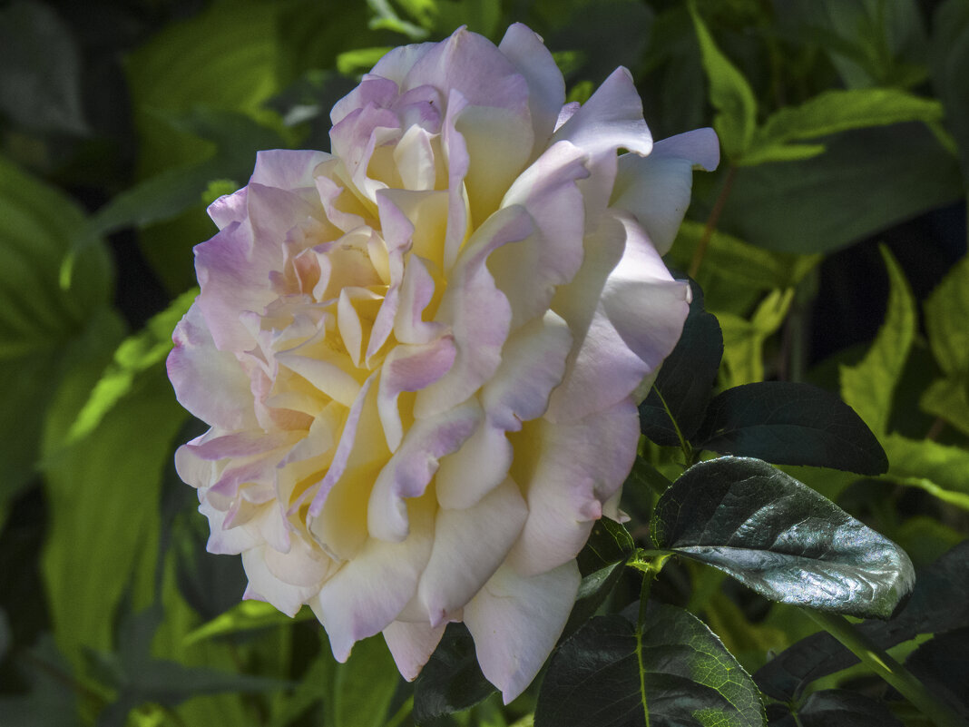 Глория  Дей - Валентин Семчишин