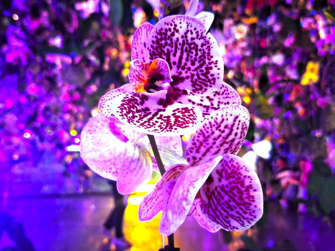 Орхидея - Наталья 