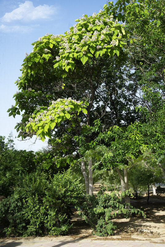 Зелёный уголок - Анатолий Чикчирный