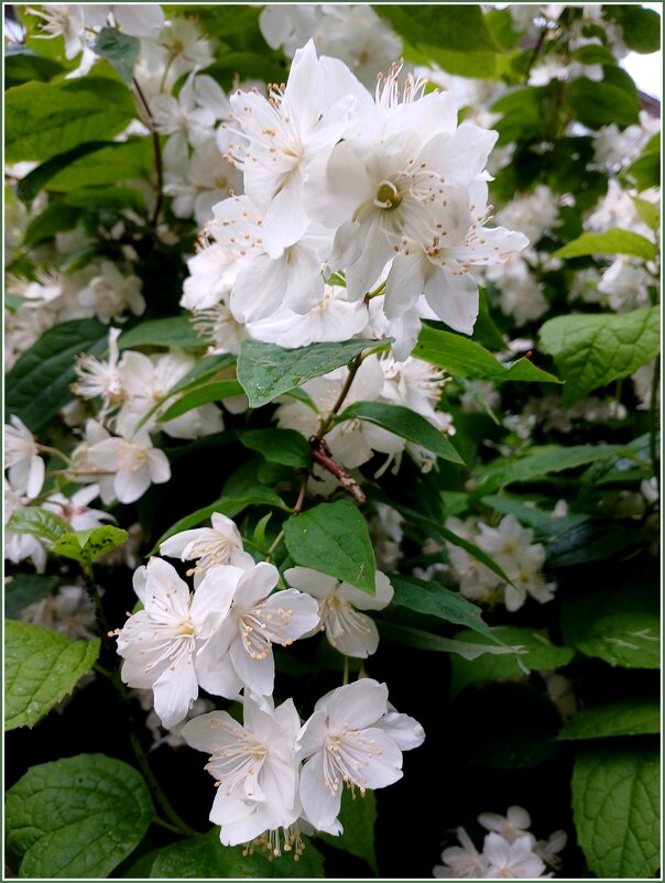 Июньский привет. - Лия ☼