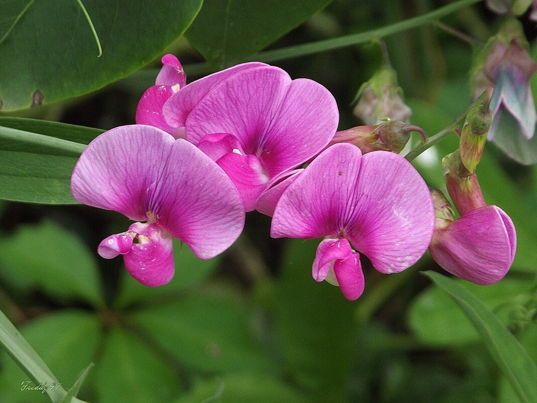 Душистый горошек - Freddy 97